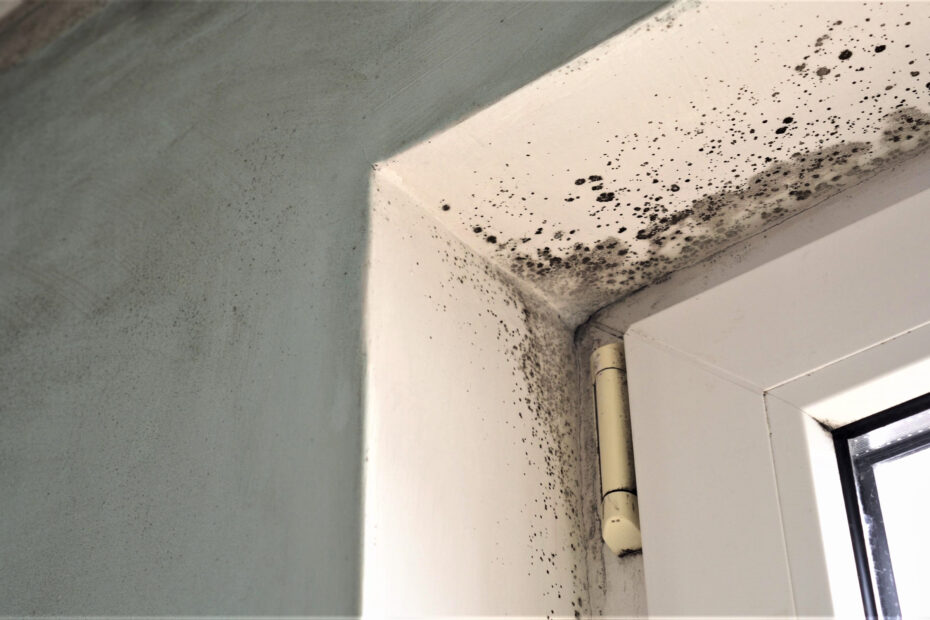 Mold growth wherever there is dampness and moisture, like basements, attics, kitchens, bathrooms or areas that have experienced flooding